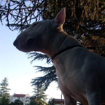 Zizino2020's profile picture. 