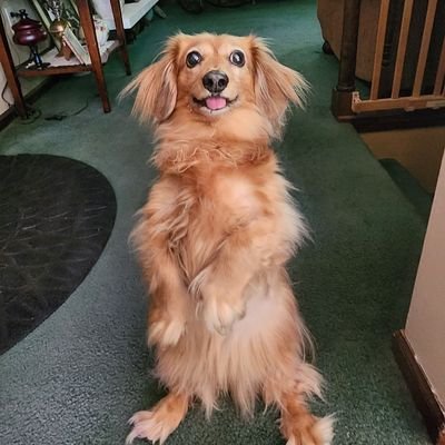 America4now's profile picture. Military veteran🇺🇸🇺🇸Trump supporter 🇺🇸🇺🇸#MAGA🇺🇸🇺🇸AMERICA FIRST 🇺🇸