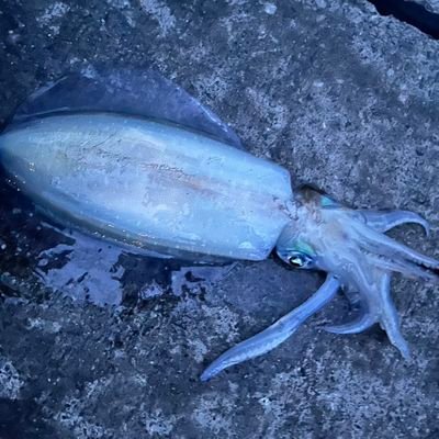 muttang0315's profile picture. like/;Fishing,Camping,Roadbike⛺🐾🐺　　　　　　　　　　　　　　　　　　　　　　　　　　　　　　　　　　　　　　　　　　　　　　　※実家で犬が待っています※