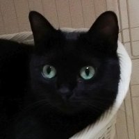 togashi koki (@koki_togashi) 's Twitter Profile