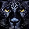 JagginX's profile picture. Fire ice water