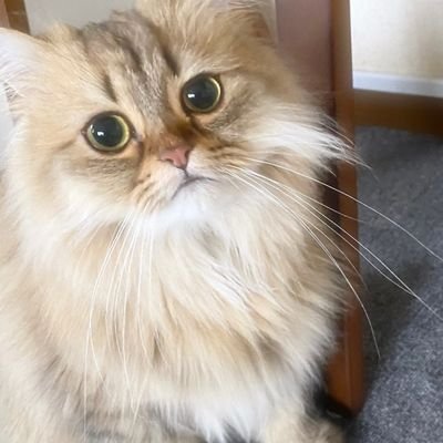 今がどうであれ、未来はいつだってワクワクする! 毎分がチャンスだ...毎分が決断だ...なぜなら私は今この瞬間を生きているから
猫は飼っていませんが猫好きです
今、私はすべての愛を日本に捧げます