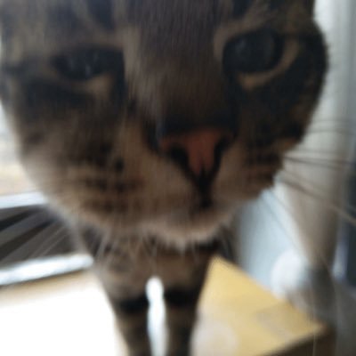 JoyceJagoff's profile picture. Never been ratio'd | Never taken an L | Ratio King | Block = I own you | #FreeYB | $SouljaBoyFan69