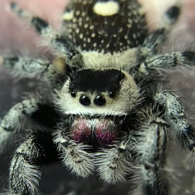 Jumping spiders, Various invertebrates, arthropods, insects, exotics and supplies