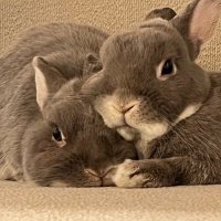 ぴん&たぬ (@pin_mimideka) 's Twitter Profile Photo ぴん&たぬ (@pin_mimideka) 's Twitter Profile Photo