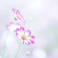 𝚑𝚊𝚗𝚊ꕤ𝚒𝚛𝚘 (@hanairo_photo) 's Twitter Profile Photo 𝚑𝚊𝚗𝚊ꕤ𝚒𝚛𝚘 (@hanairo_photo) 's Twitter Profile Photo