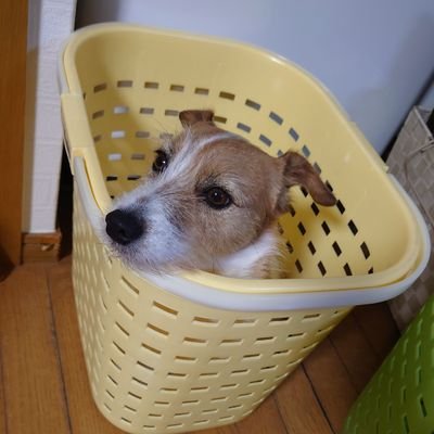 miru_maron_moka's profile picture. ジャック・ラッセル・テリア

父 ミル(♂・13歳)・

母 マロン(♀・5歳)・

娘 モカ(♀・4歳)