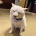 しろ犬 (@shiromalo3) Twitter profile photo しろ犬 (@shiromalo3) Twitter profile photo