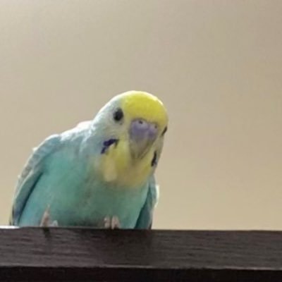 セキセイインコ(オス、2歳)のピーナッツ🥜さんの記録。 小鳥用品のハンドメイド販売中です。