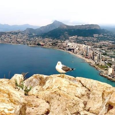 geminatrader's profile picture. 