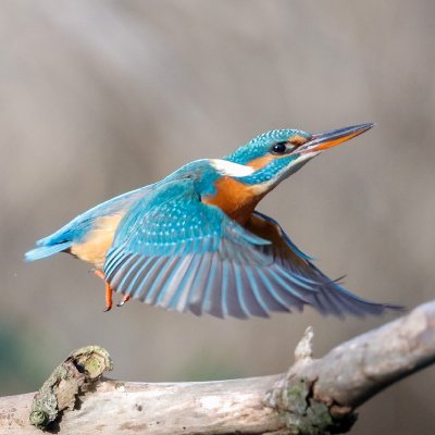 firatdl's profile picture. 