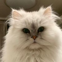 ねこじろう【一時休止中】(@nekojerou1) 's Twitter Profile Photo