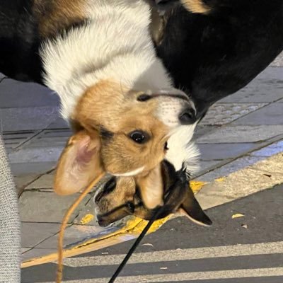 geyemaidanglao's profile picture. 无