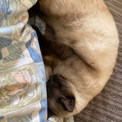 猫饅頭（ねこまんじゅう） on X