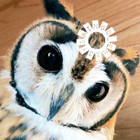 たま&🦉🦉 (@ringo_en2015) 's Twitter Profile