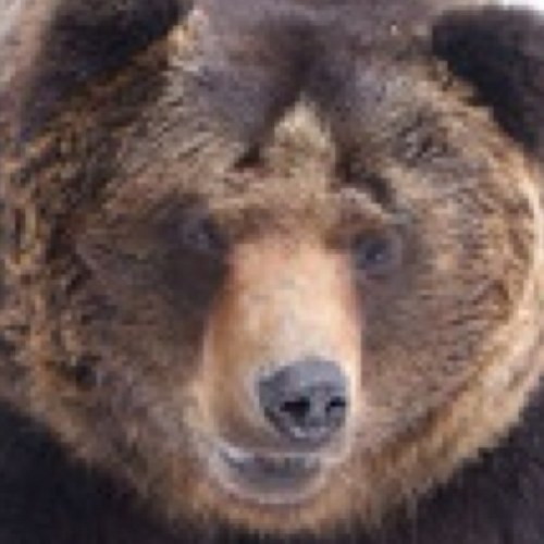 世界中のアカウントをフォローするという野望をもってます。フォロー返しはとっても嬉しいです。