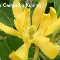 fajrindork@yahoo.com (@fajrindork) 's Twitter Profile