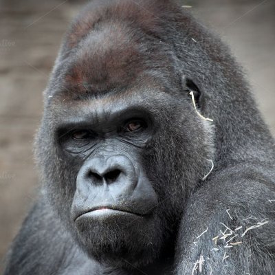 GorillArtist Profile Picture