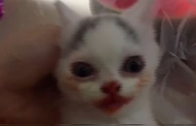El рutо gato ese.
Otherkin -Felis silvestris catus- mi/au me/ow mi/ao мя/у ny/a~ ニャ/ー 喵/喵。
Autismo de nivel 3 (Peligroso) (Diagnosticado por mi veterinario).