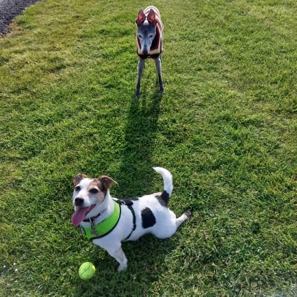 Rubidoo2010's profile picture. waiting to retire to kernow & Owned by a naughty Jack Russell, missing Roo whippet otrb 💞  🌈
