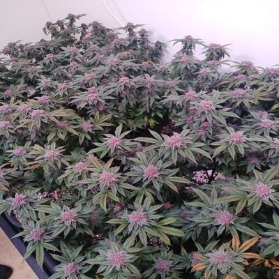 sumo_wrestla's profile picture. 