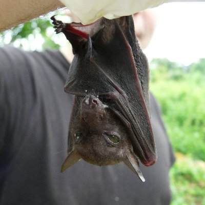 Phylogenomics fruitbats 🦇 | Metagenomics respiratory microbiome 🦠 |
IR Inserm UMR 1311 DYNAMICURE Université Caen Normandie - CHU Caen