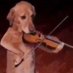 CachorroViolinista (@cachorroviolin) Twitter profile photo CachorroViolinista (@cachorroviolin) Twitter profile photo