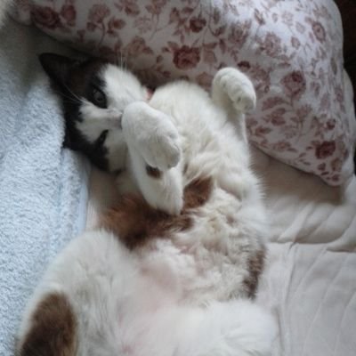 先のアカウントは、愛猫と共に眠りに尽きました
これからは新しいアカウントで時々…呟いたり…覗いたりします
基本、SNSは苦手…根っからの玩具野郎です
スーパーロボット(リアル系もアリ)、猫、特撮ヒーロー、鉄道が大好きです!
永井豪大先生は…神ですm(_ _)m
水木一郎…アニキは永遠の師匠です(`・ω・´)ゞ