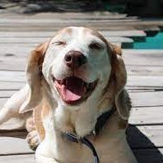 DoggieHam24815's profile picture. I like sea and sun SEASUN 

42 YO boy hastag hamster