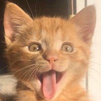 dwheel (@dwheelr) 's Twitter Profile