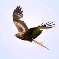 First Principle (@firstprincipleb) 's Twitter Profile