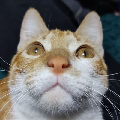 ElaizaVH's profile picture. \⁠(⁠๑⁠╹⁠◡⁠╹⁠๑⁠)⁠ﾉ⁠♬