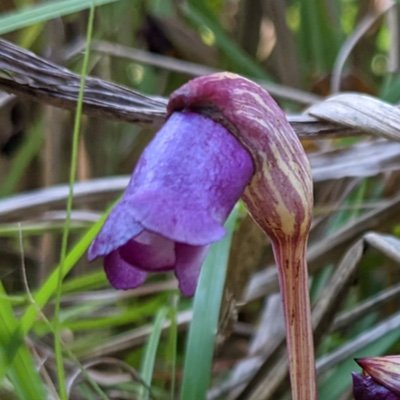 PhD student at UTokyo / RIKEN studying parasitic plants