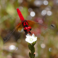 湿地を考える会 (@tokaimousengoke) 's Twitter Profile Photo