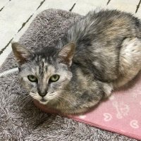 takasan (@takkky31227) 's Twitter Profile