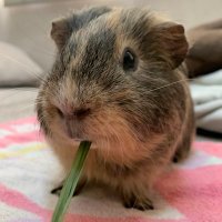 むちゃ丸 (@pwuhtjuscdmlre0) 's Twitter Profile Photo