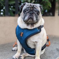 Bruno the pug(@Brunothecharmer) 's Twitter Profile Photo
