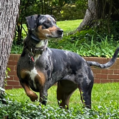 This feed is for Catahoula Leopard Hound owners &/or #Catahouligans. We celebrate grace, life & helping beautiful animals in need. https://t.co/6QqAeDnwcp