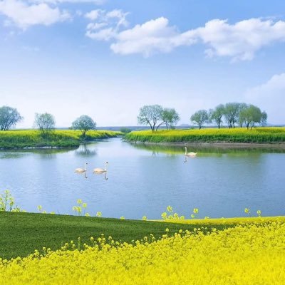 MeRichieLi's profile picture. 