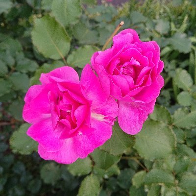 mibyms's profile picture. やりたいことを優先して仕事を変えお給料が下がったため、副業に力を入れたく情報収集のためツイッターを始めました✨
無料案件や無料モニター、ポイ活などの安全で有益なお小遣い・副業情報を交換できたら嬉しいです🎶 （詐欺、違法案件はNG✋）
好きなことは、旅行・グルメ・お花・穏やかな心を手に入れるための修行（笑）です😙🌼