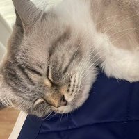 바다의 고양이🐱🌊 ~ Meaw ~ (@pwisinee) 's Twitter Profile
