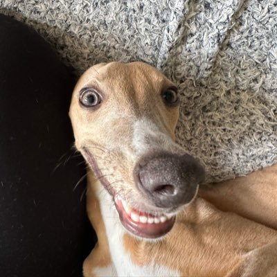 spintheorie's profile picture. talking mostly MMA and football
