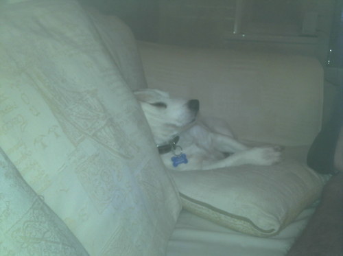Just like my dog in my profile pic relax everyone we are all just a bit too stressed