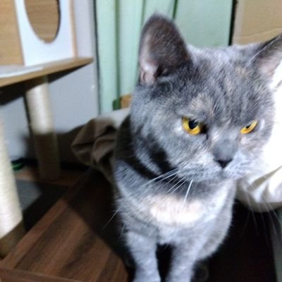 ねこねこあおねこさんのプロフィール画像