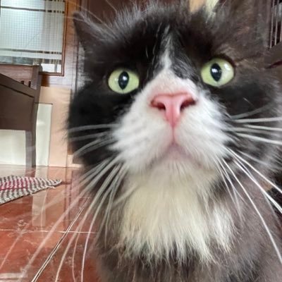 kmlfchry's profile picture. every dog has its day