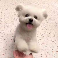 crescendole (@_crescendole) 's Twitter Profile