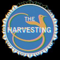 The Harvesting Jamaica(@TheHarvestingJa) 's Twitter Profile Photo