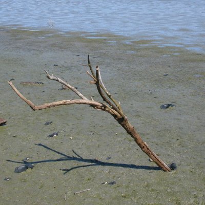 Seagullyoufly1's profile picture. 