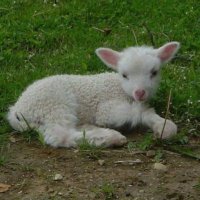 lamb of god(@faiIwife) 's Twitter Profile Photo