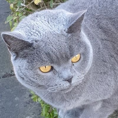 tashdac's profile picture. Gadgey